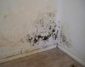 Miért veszélyes ha penészesedik a falad?